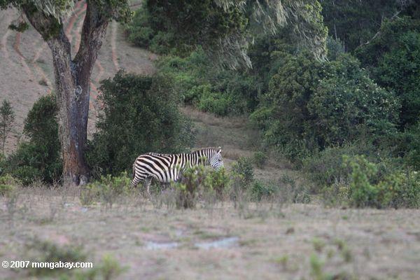 Зебра в loita холмы
