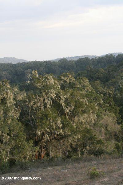 Tropischen Wäldern der Loita Hills in Kenia