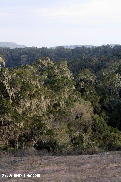 тропические леса loita холмов в Кении