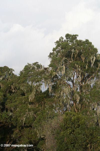 Los bosques tropicales de la Loita Hills en Kenya