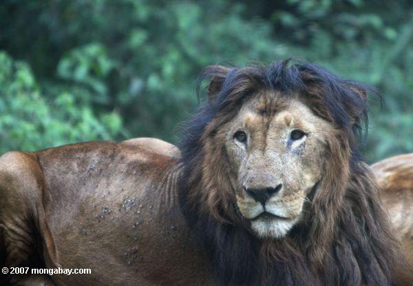 черно-maned лев