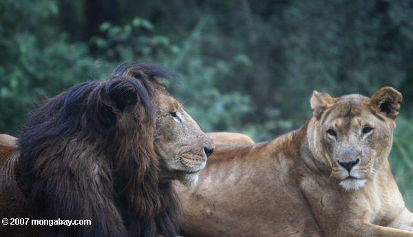 雌ライオンと黒manedライオン