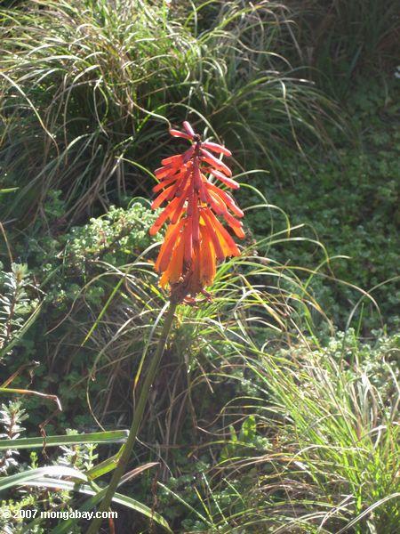 красно-оранжевые трубчатые цветки на Mt. Кения