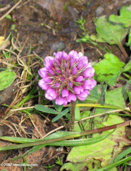 фиолетовым Цветок на Mt. Кения