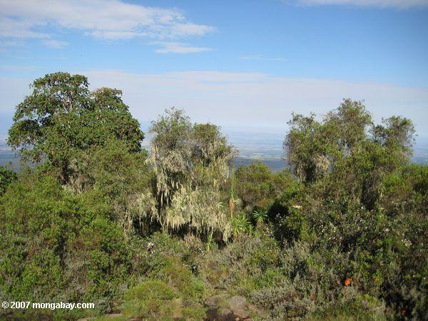 высокий высота здоровья лесов на Mt. Кения