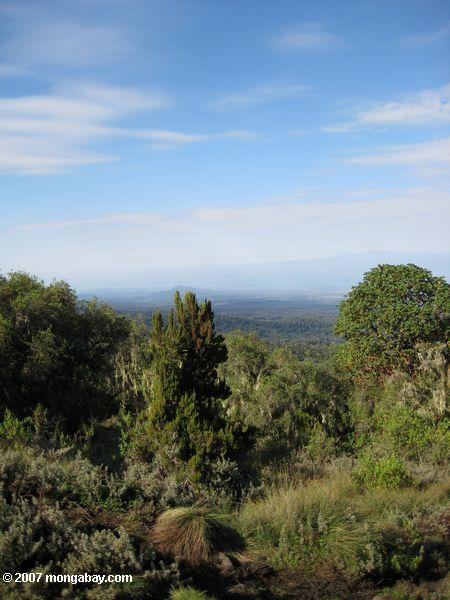 Höhenlage Heide Wald auf dem Berg. Kenia