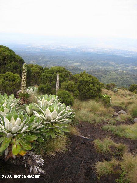 Взгляд сверху из Mt. Кения на кочки травы, senecios и пригородах