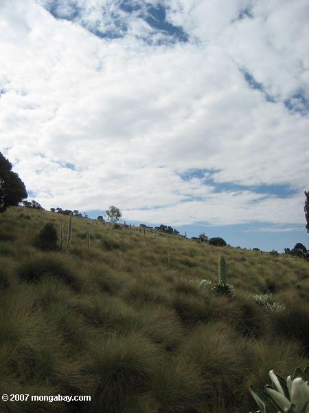 растительность на верхней альпийской зоны гор. Кения