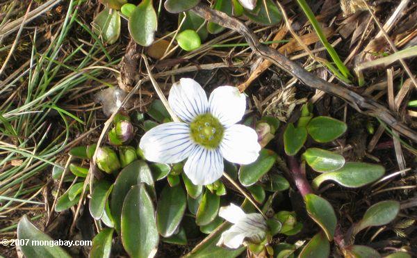 Белый цветок с фиолетовым вены