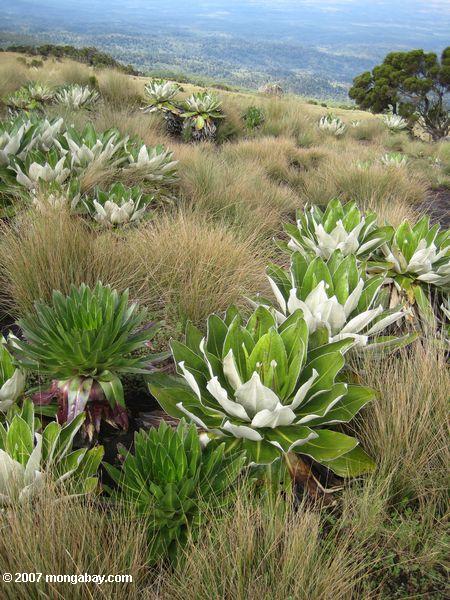 кочки травы, senecios и lobelias в афро-альпийские вересковые заросли зоне горы. Кения