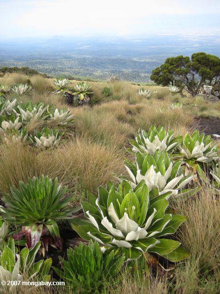 Tussock graminées, senecios et lobelias dans les landes alpines afro zone de Mt. Kenya