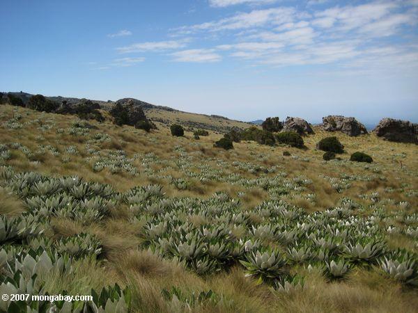 Vegetation des oberen alpinen Zone des Berges. Kenia