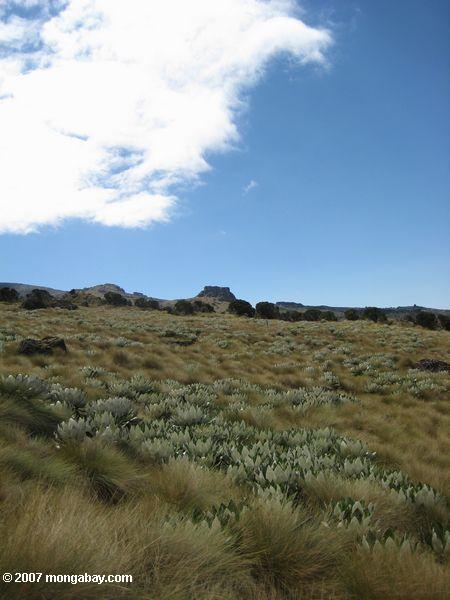 Prados e Giant Groundsel (Senecio brassica) plantas no Alto da zona alpina Mt. Quénia
