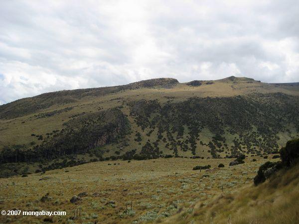 Upper zona alpina de Mt. Kenya