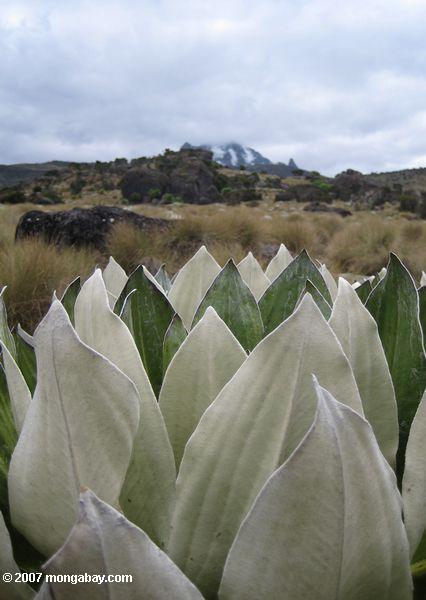 Giant Groundsel (Senecio brassica) con Mt. Kenya en el fondo