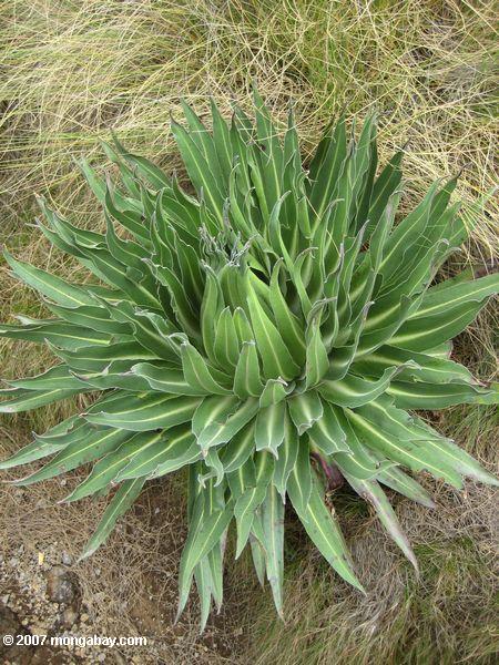 гигант розетка растения (лобелия keniensis)