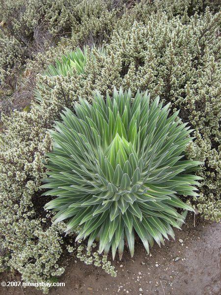 Giant Rosette Plant (Lobelia keniensis)