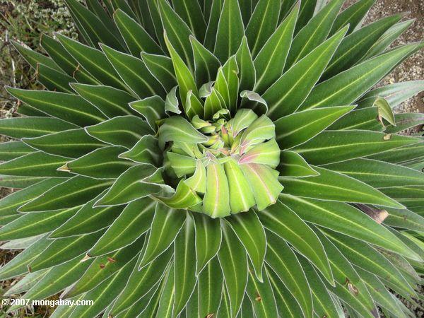 гигант розетка растения (лобелия keniensis)