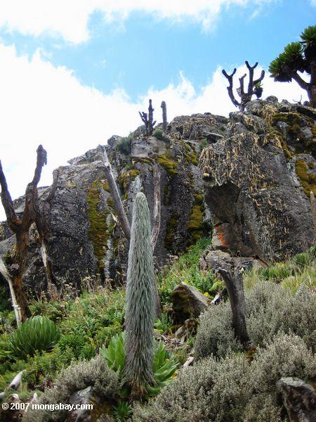 Carduus Arten, Lobelia telekii, und Lobelia keniensis auf dem Berg. Kenia