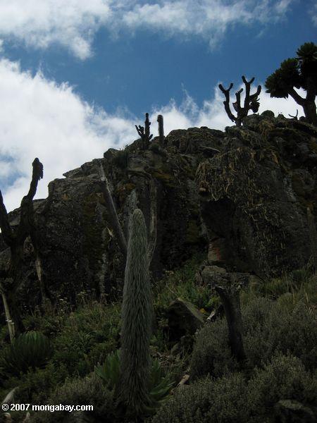 Carduus Arten auf dem Berg. Kenia
