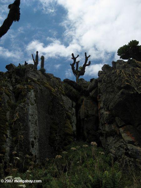 Carduus Arten auf dem Berg. Kenia