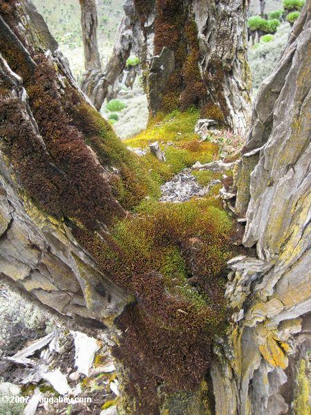 Moss crescente sobre uma velha árvore