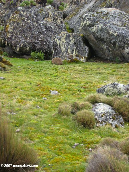 Rock hyrax alimentándose de musgo