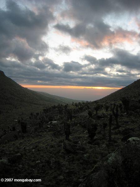 Sundown vista desde el Monte Kenya, con Senecio keniodendron en primer plano
