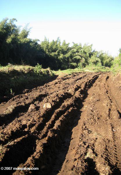 Traces profondes laissées dans la boue, sur le mont Kenya