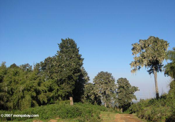 Los bosques montanos del Monte Kenya
