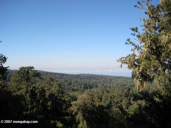 Forêts de montagne du mont Kenya