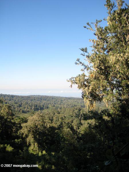 Взгляд сверху на горных лесов горы Кения