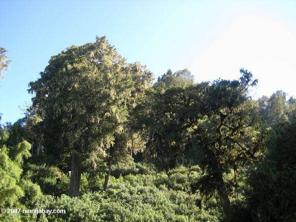Гора Кения тропических лесов