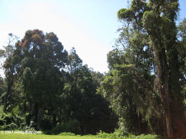 ケニヤ熱帯林マウント