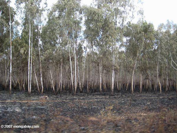 Verbrannt Eukalyptus Plantage