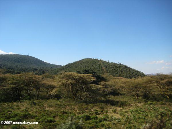 Escarpement de la vallée du Rift forêt avec la fièvre jaune - acacias