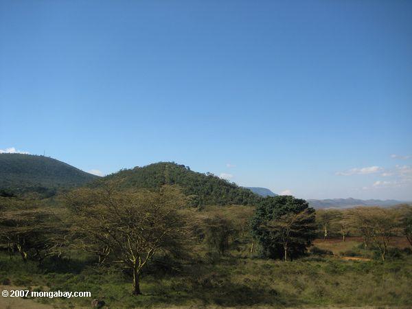 Rift Tal Böschung Wald mit gelb - Fieber Akazienbäume