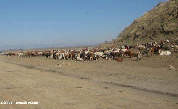 Maasai mercado de ganado