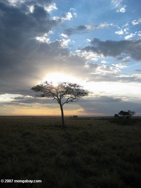 Masai Mara Sonnenuntergang
