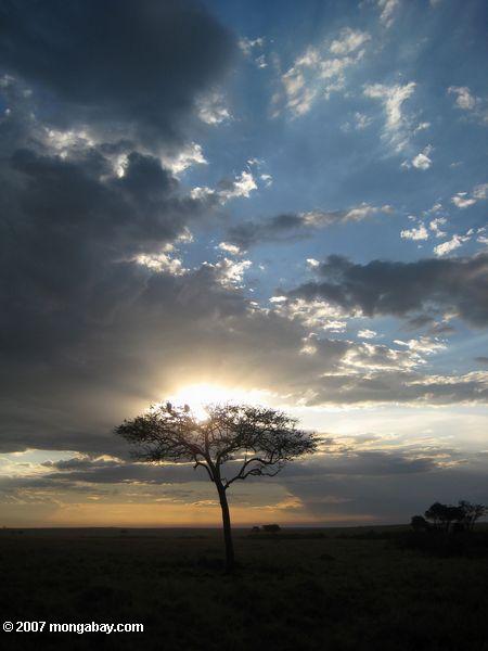 Maasai Mara coucher du soleil