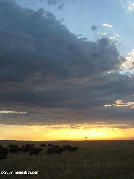 Masai Mara Sonnenuntergang Breite Büffel