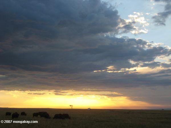 Masai Mara Sonnenuntergang Breite Büffel