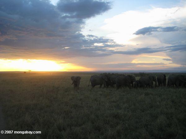масаи Мара закат ширина слонов