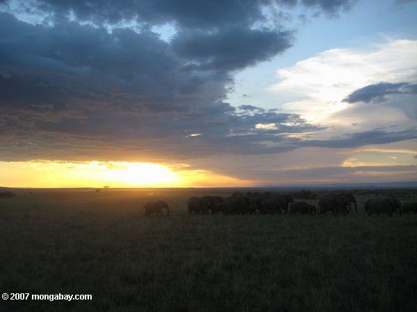 Maasai Mara atardecer ancho elefantes