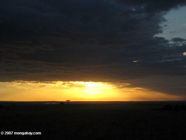 масаи Мара золотой закат