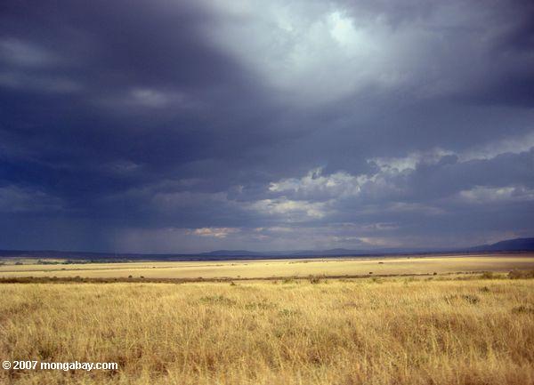 Rainstorm aproximando toda a Mara savana