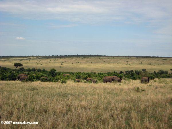 слоны питания по травянистой равнине