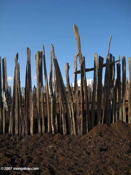 Cedar après la clôture d'une Loita - Purko (Maasai) du village