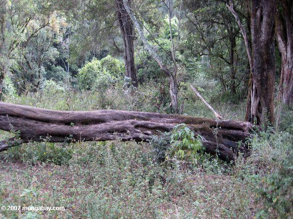 African olivo derrocado por un elefante