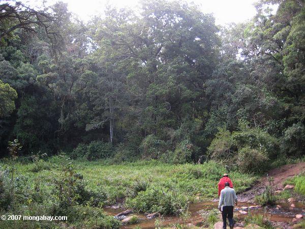 Rationaliser le passage dans la forêt des collines Loita